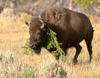 Bison wearing natures necklace