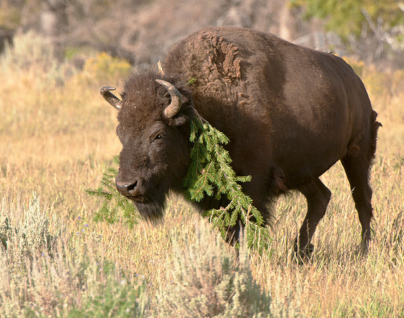 Bison wearing natures necklace