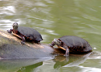 Two Turtles