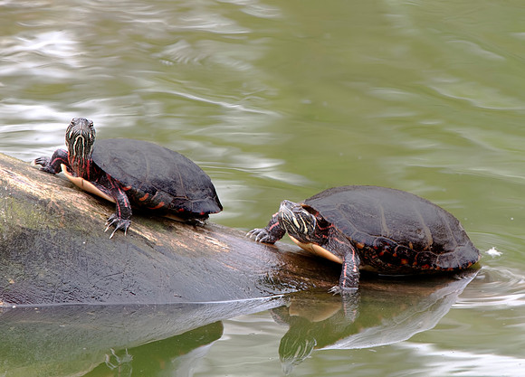 Two Turtles