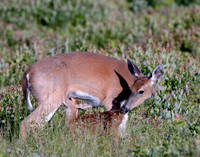 Fawn nursing