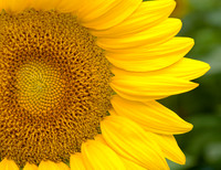 Sunflower closeup