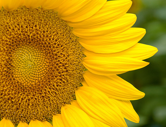 Sunflower closeup