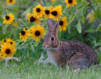 Summer bunny