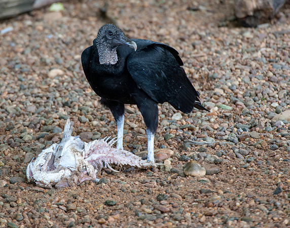 Vulture and catch