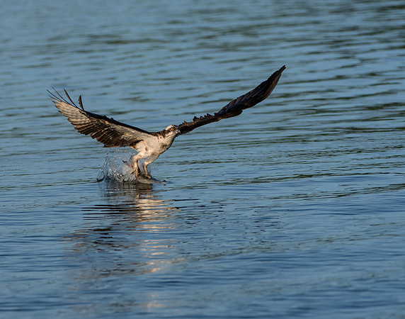 The moment of the catch