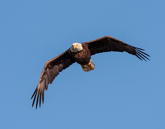 In flight