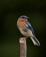 Bluebird beauty