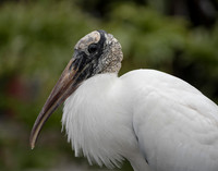 Wood Stork portrait