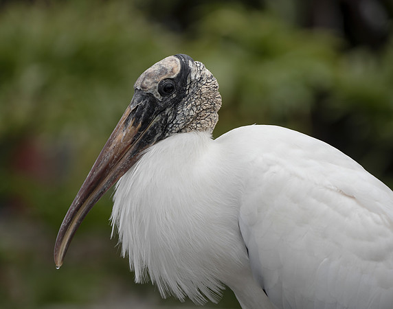 Wood Stork portrait