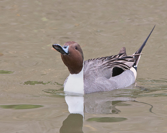 Pintail with attitude