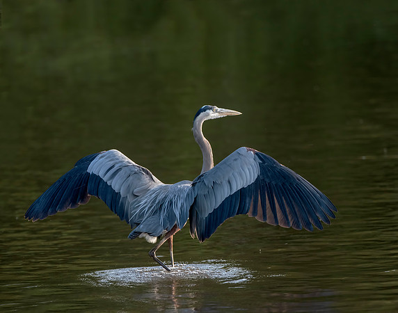 Great Blue Heron