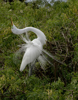 Great Egret Mating Dance