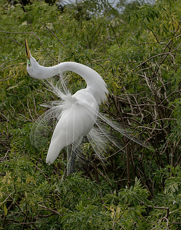 Great Egret Mating Dance