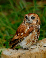 Screech Owl