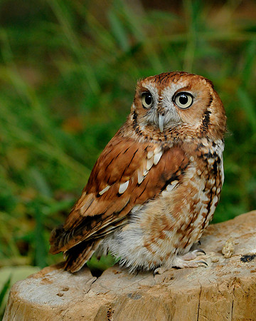 Screech Owl