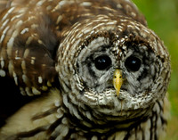Barred owl