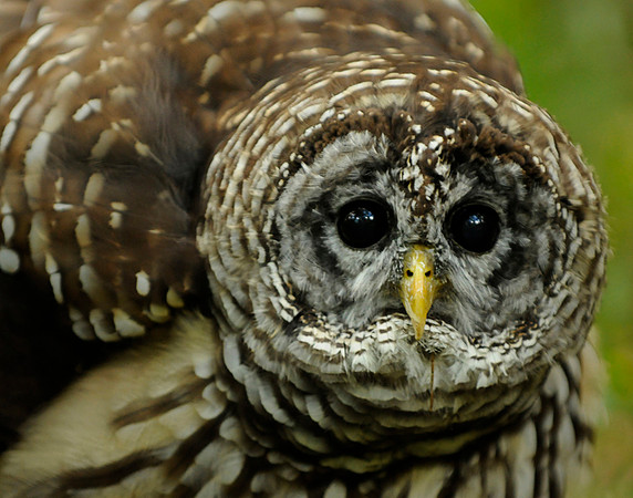 Barred owl