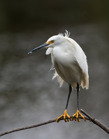 Snowy Egret