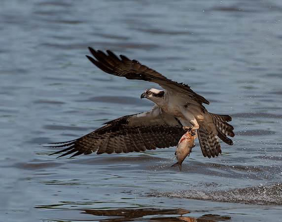 Osprey with fish