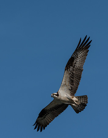 Osprey in flight