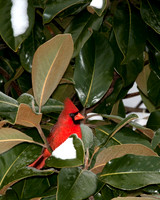 Cardinal in snowy Magnolia