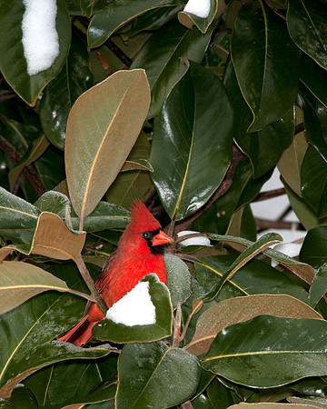 Cardinal in snowy Magnolia