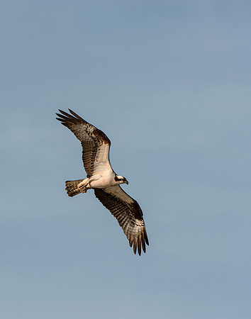 Soaring Osprey