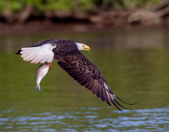 Bald eagle with fresh catch