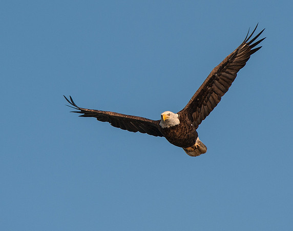 Stretched wings