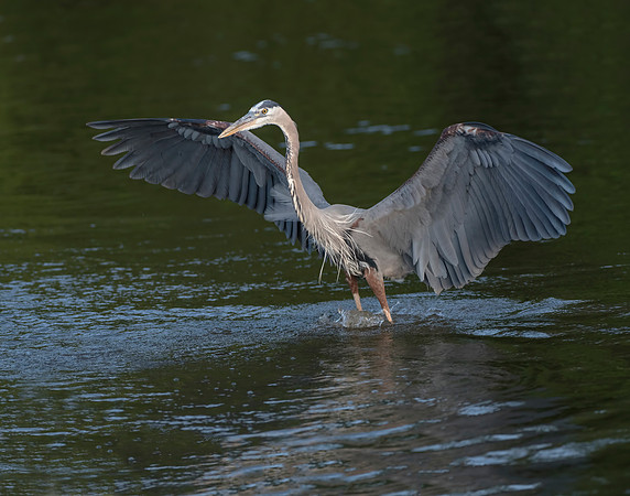 Great Blue Heron fishing
