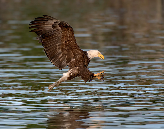 Bald Eagle at moment of catch