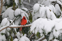 Snowy Cardinal