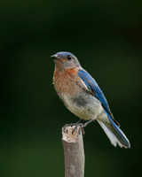 Bluebird portrait