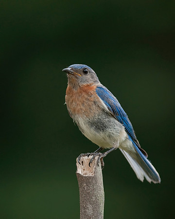 Bluebird portrait