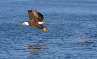 Bald Eagle on James River