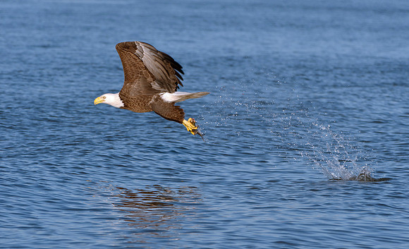 Bald Eagle on James River