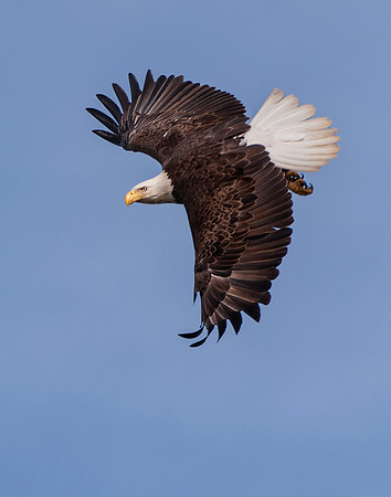 In flight