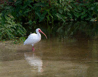 Ibis