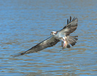 Osprey with fresh catch