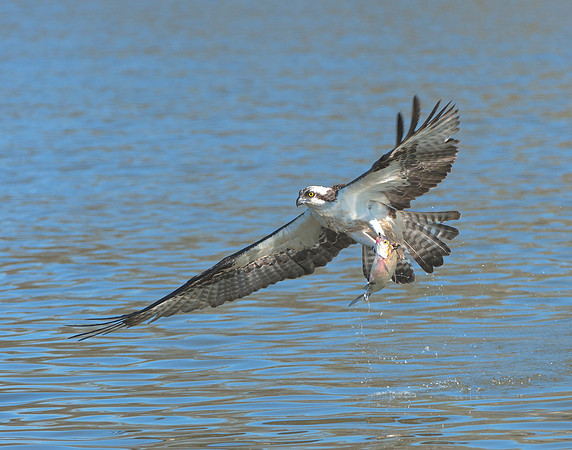 Osprey with fresh catch