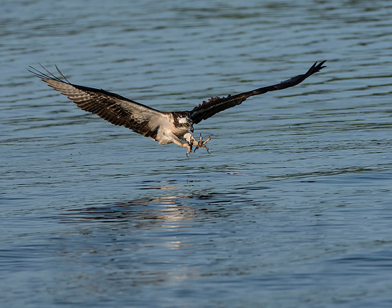 Osprey coming in for a fish with talons out