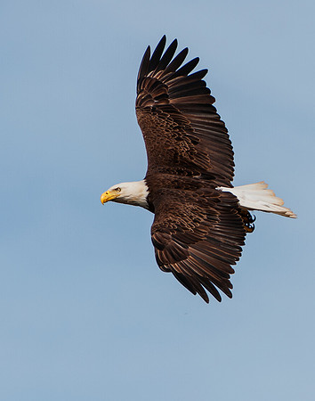 Flying