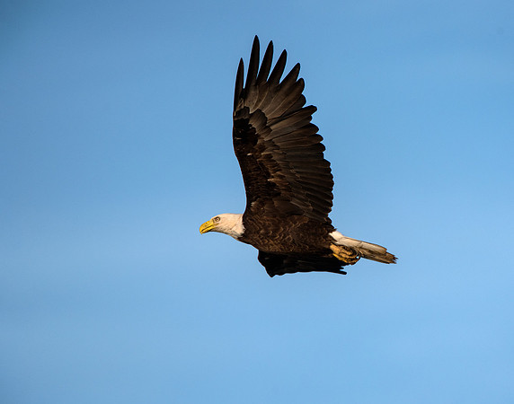 Flying