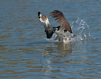 Osprey at moment of catch