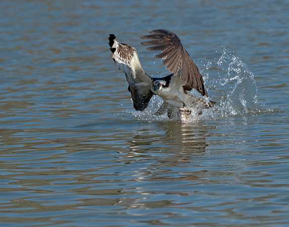 Osprey at moment of catch