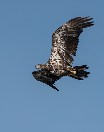 Immature Bald Eagle in flight