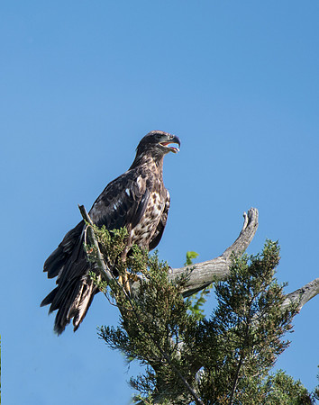 Immature Bald Eagle