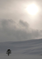 Lone Tree