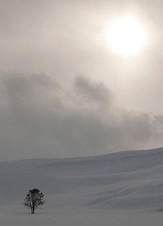 Lone Tree